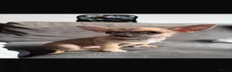 Chihuahua dogs for sale: Boy Chihuahua in Blackburn - Advert 2