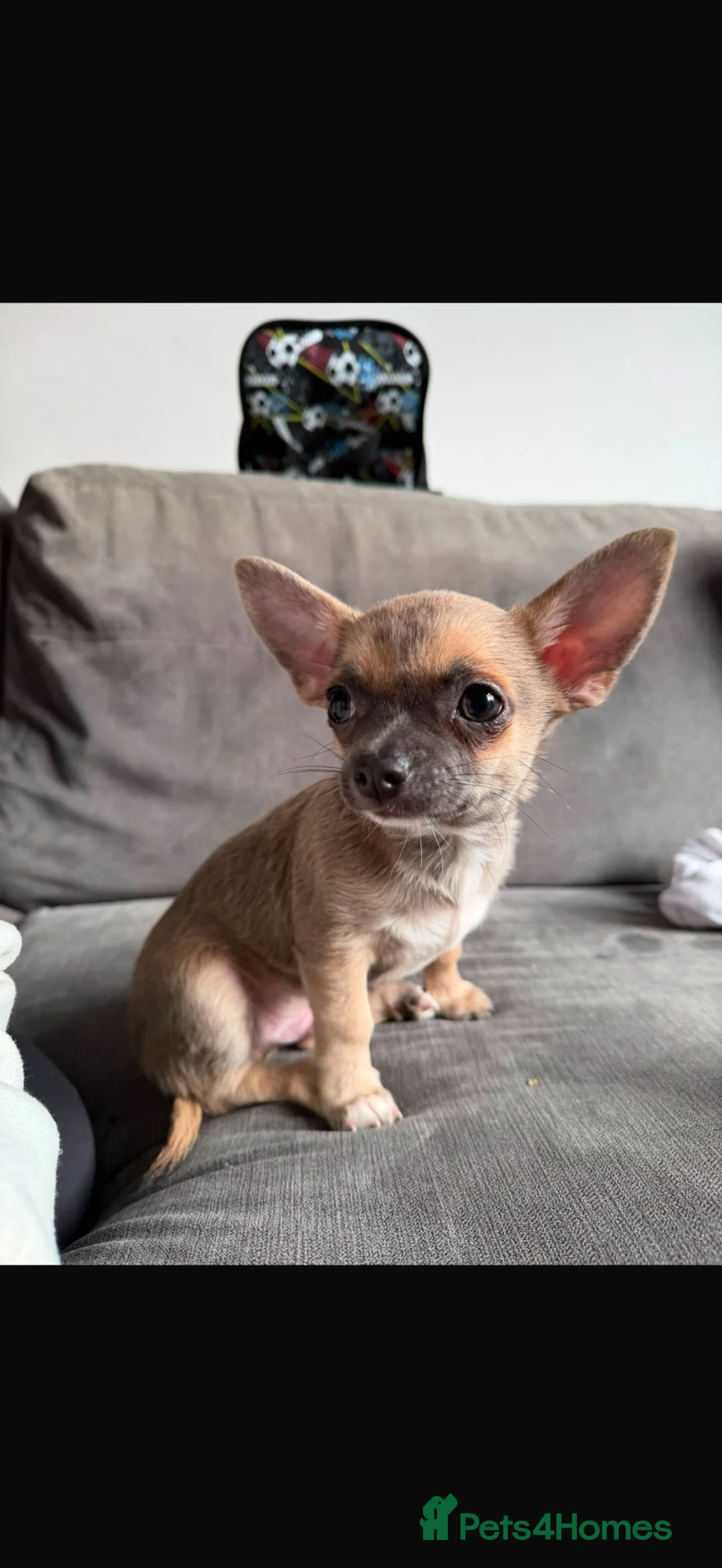 Chihuahua dogs for sale: Boy Chihuahua in Blackburn - Advert 2
