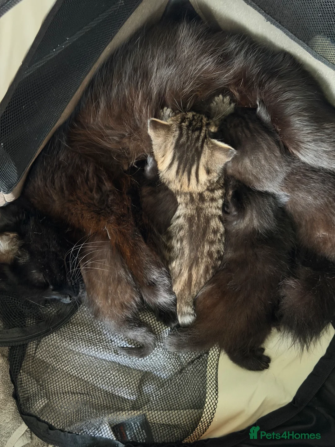 Mixed Breed cats for sale: Two beautiful part maincoon girls  - Advert 2