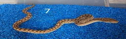 Boa Snake reptiles for sale: Colombian Rainbow Boa morphs  - Advert 16