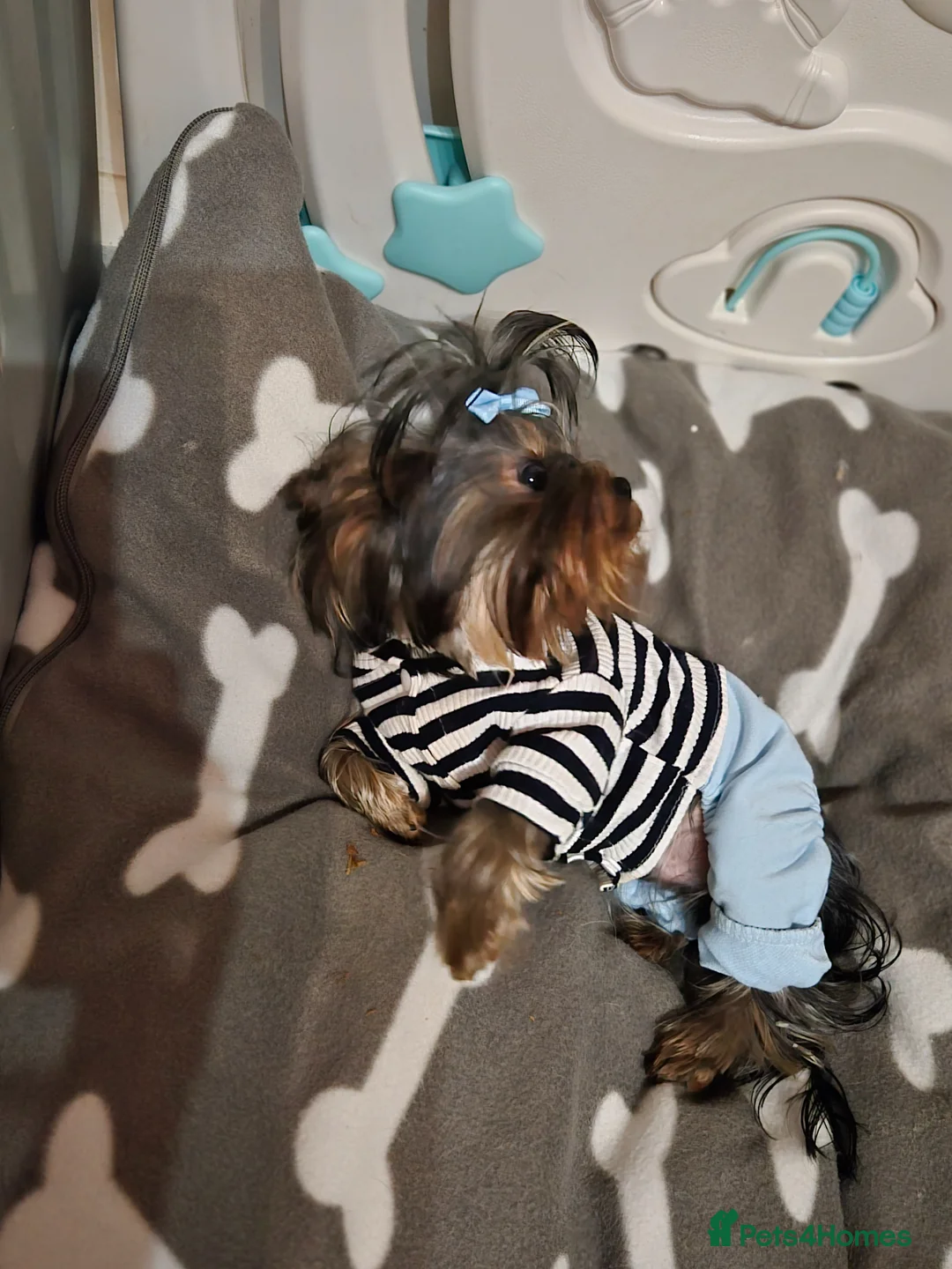 Yorkshire Terrier dogs for stud: Toy yorky boy for stud - Advert 2