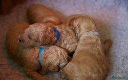 Cavachon dogs for sale: Gorgeous Cavapoochon’s Light Fox Red. - Image 8