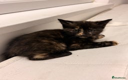 Mixed Breed cats for sale: Two female kittens for sale - Image 20