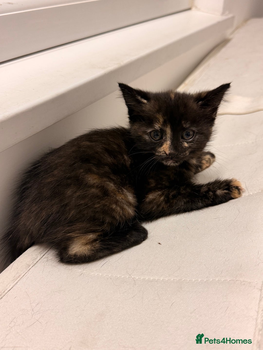 Mixed Breed cats for sale: Two female kittens for sale - Image 20