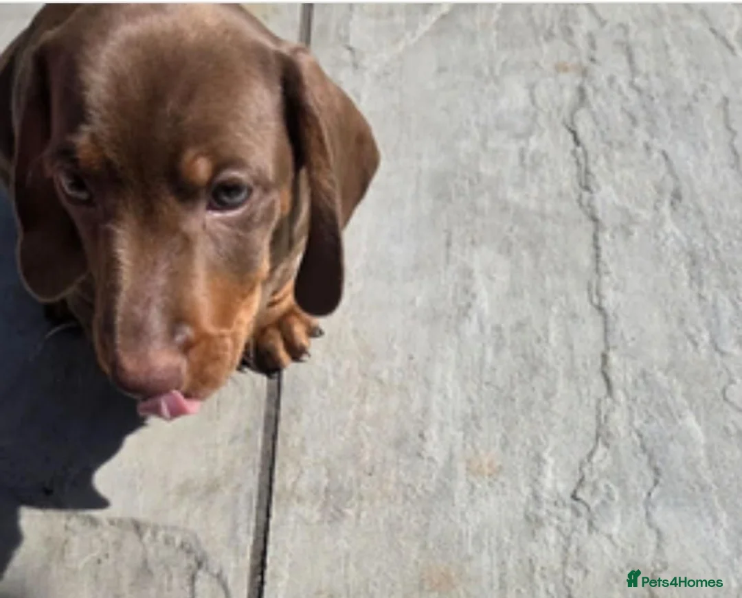 Miniature Dachshund dogs for sale: Stunninng Miniature Dachshund Puppies in Peterborough - Advert 2