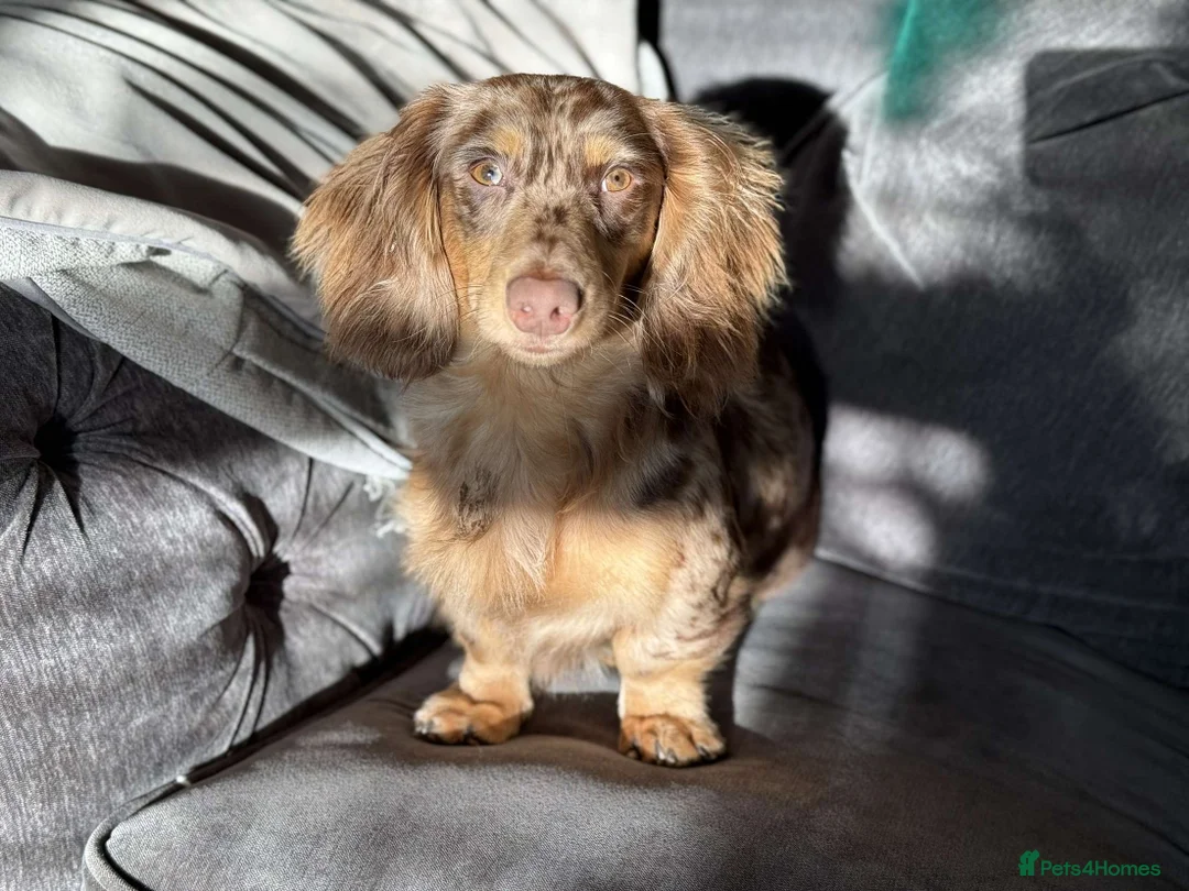 Miniature Dachshund dogs for stud: Chocolate and tan dapple miniature long hair dach in Derby - Advert 2