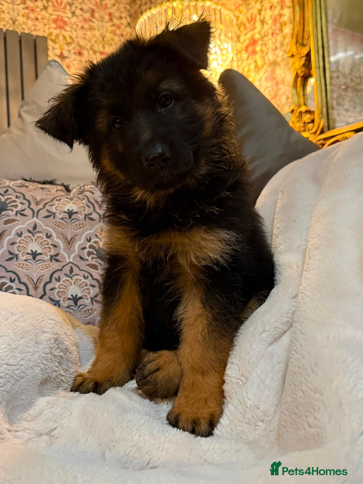 German Shepherd dogs  READY NOW Stunning  German Shepherd Puppies - Advert 1