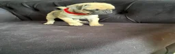 Pug dogs for sale: Pug Puppies - Advert 22