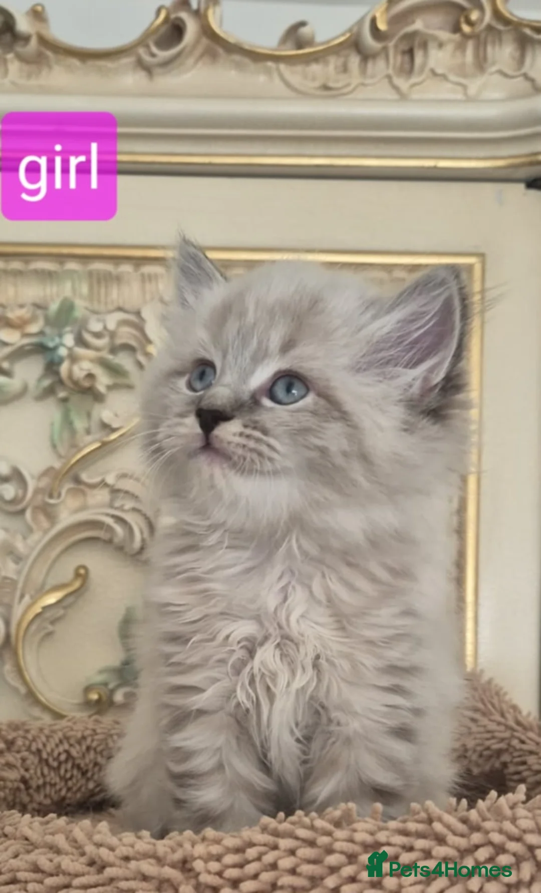 Siberian cats for sale: Siberian kittens  - Advert 4