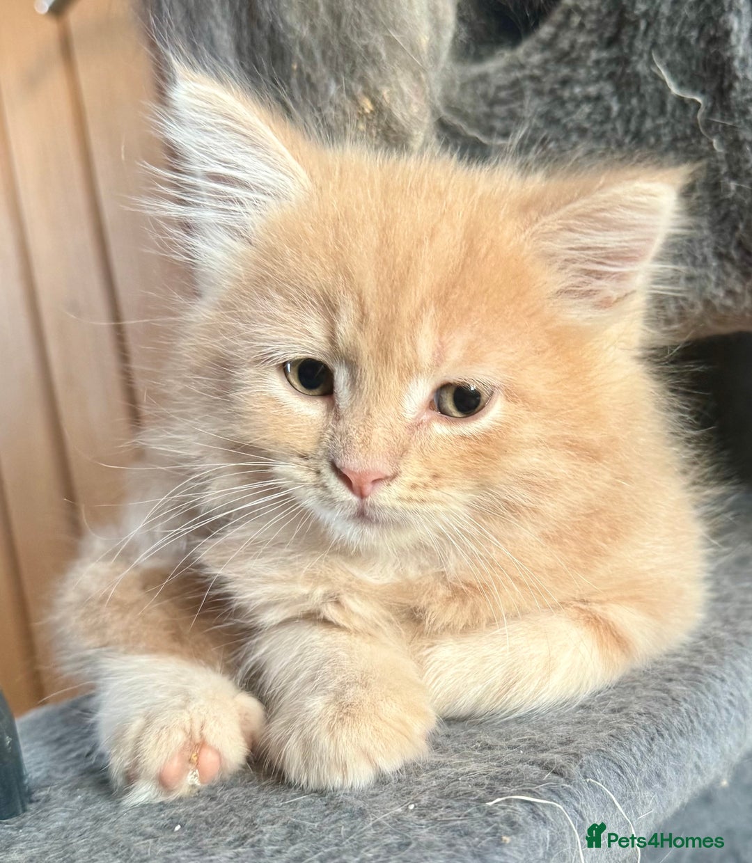 Mixed Breed cats for sale: Maine coon cross persian beatiful kittens  - Advert 1