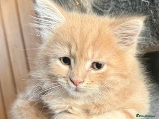 Mixed Breed cats Maine coon cross persian beatiful kittens - Advert 2