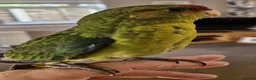 Mixed Breed birds for sale: kakariki - Advert 3