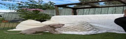 Weimaraner dogs for sale: 7 Weimaraner pups for sale ! - Advert 22