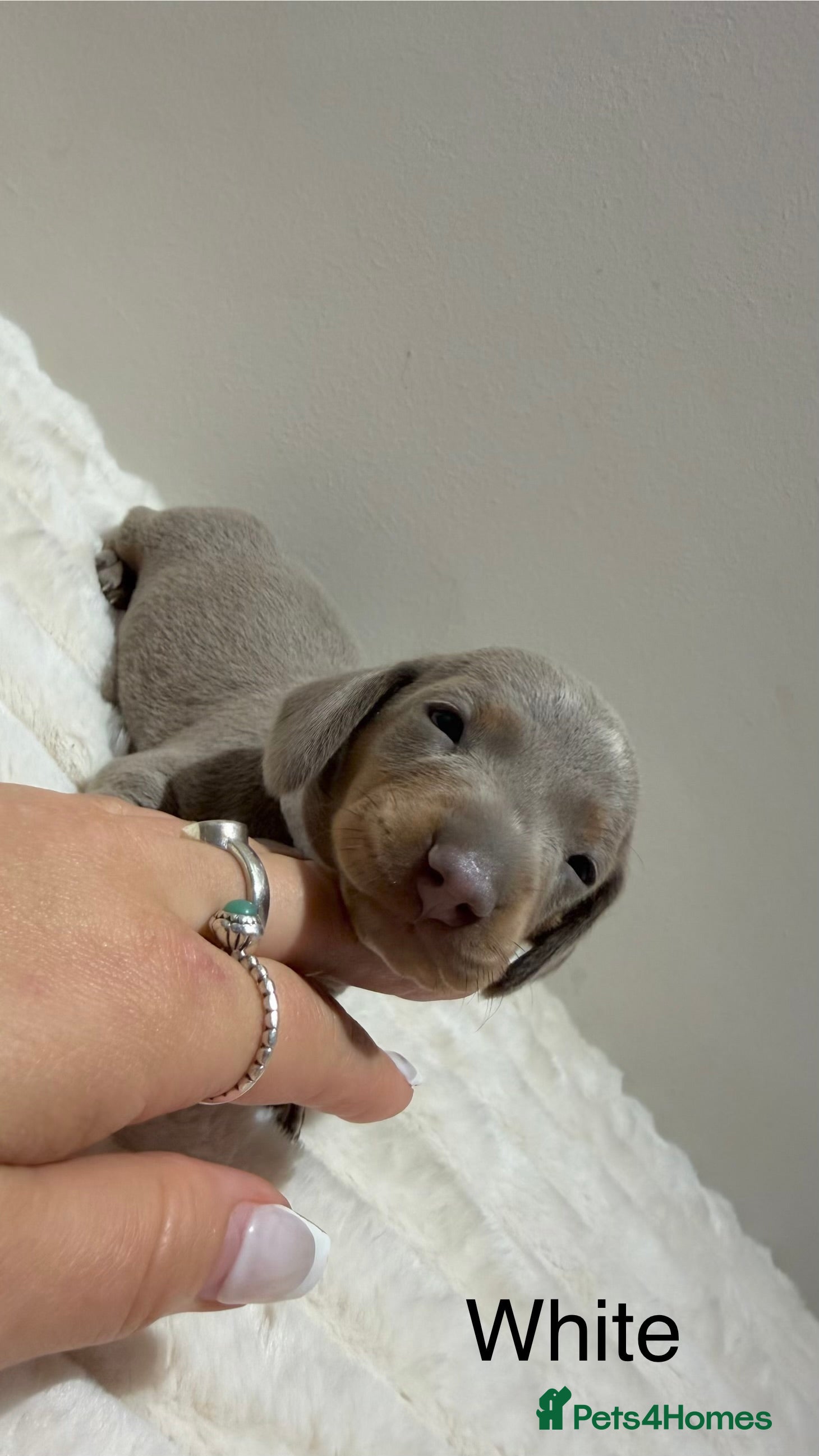 Miniature Dachshund Puppy 5