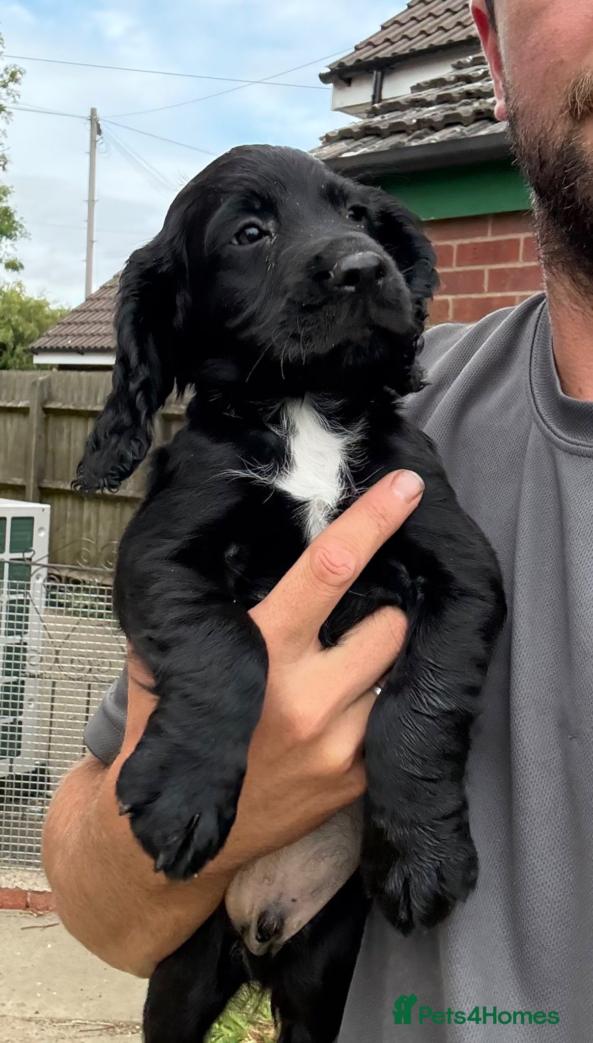 Cocker Spaniel dogs SUPERBLY BRED WORKING COCKER PUPPIES  - Advert 1
