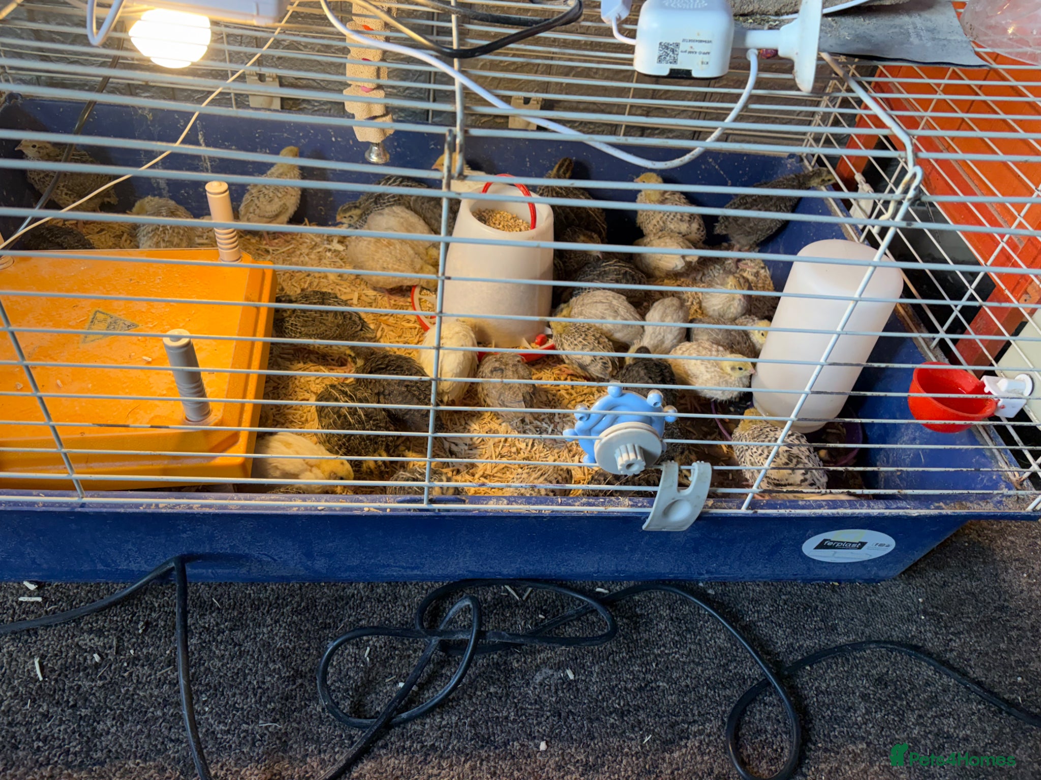 Quail poultry Coturnix Quail / English whits  - Advert 2