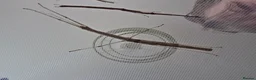 Stick Insects invertebrates for sale: Budwing stick insects - Advert 3