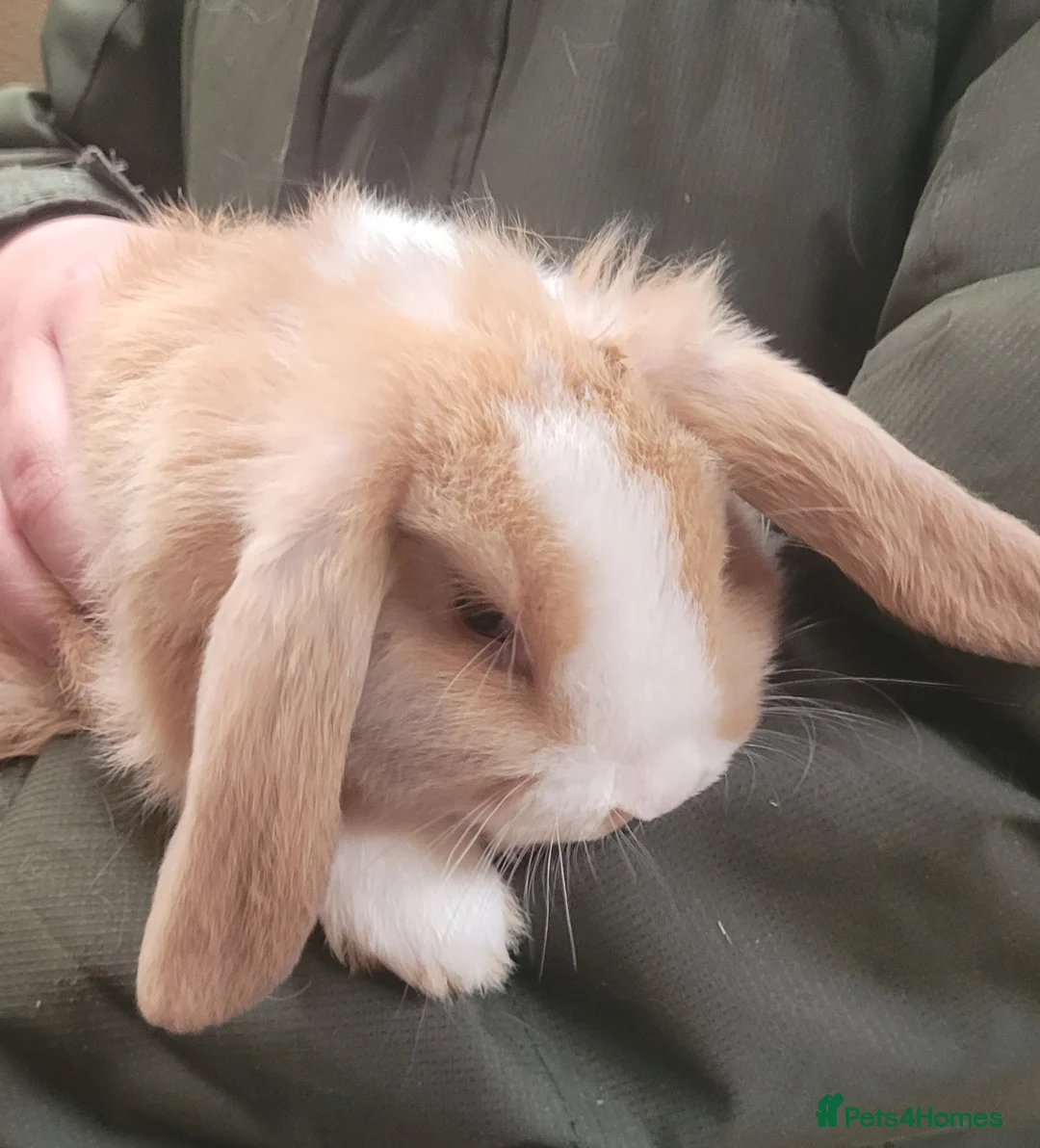 Mini Lop rabbits for sale: Baby Mini Lop Rabbits Available Now - Advert 1