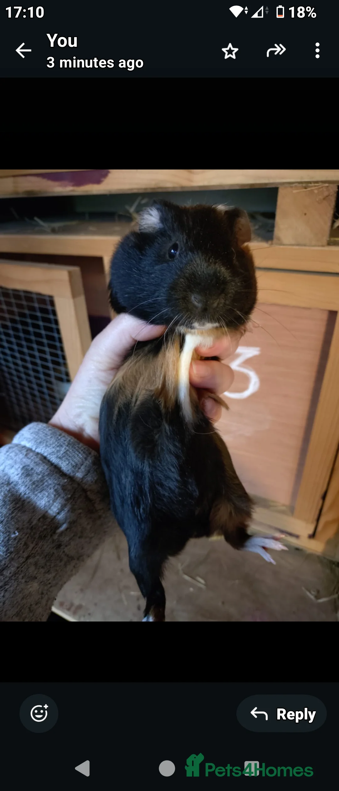 Guinea Pig rodents for sale: Baby male guinea pigs  - Advert 9