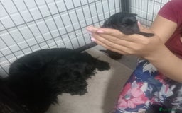 Scottish Terrier dogs for sale: Gorgeous Scottish boy available  - Image 10
