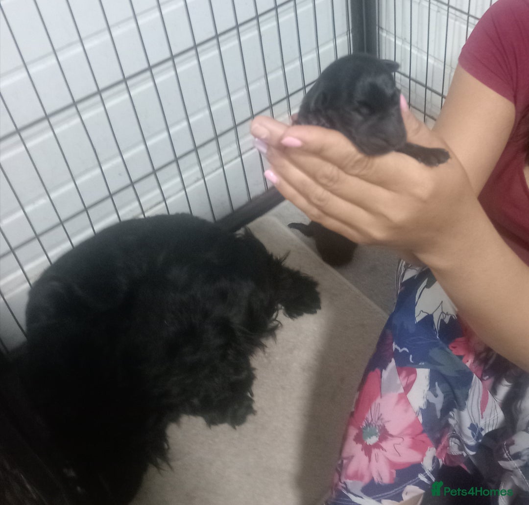 Scottish Terrier dogs for sale: Gorgeous Scottish boy available  - Image 10