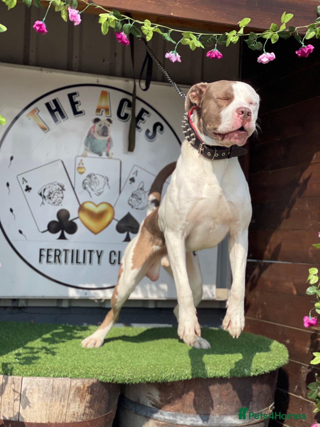 Mixed Breed dogs for sale: Blue eye Mastiff - Image 4