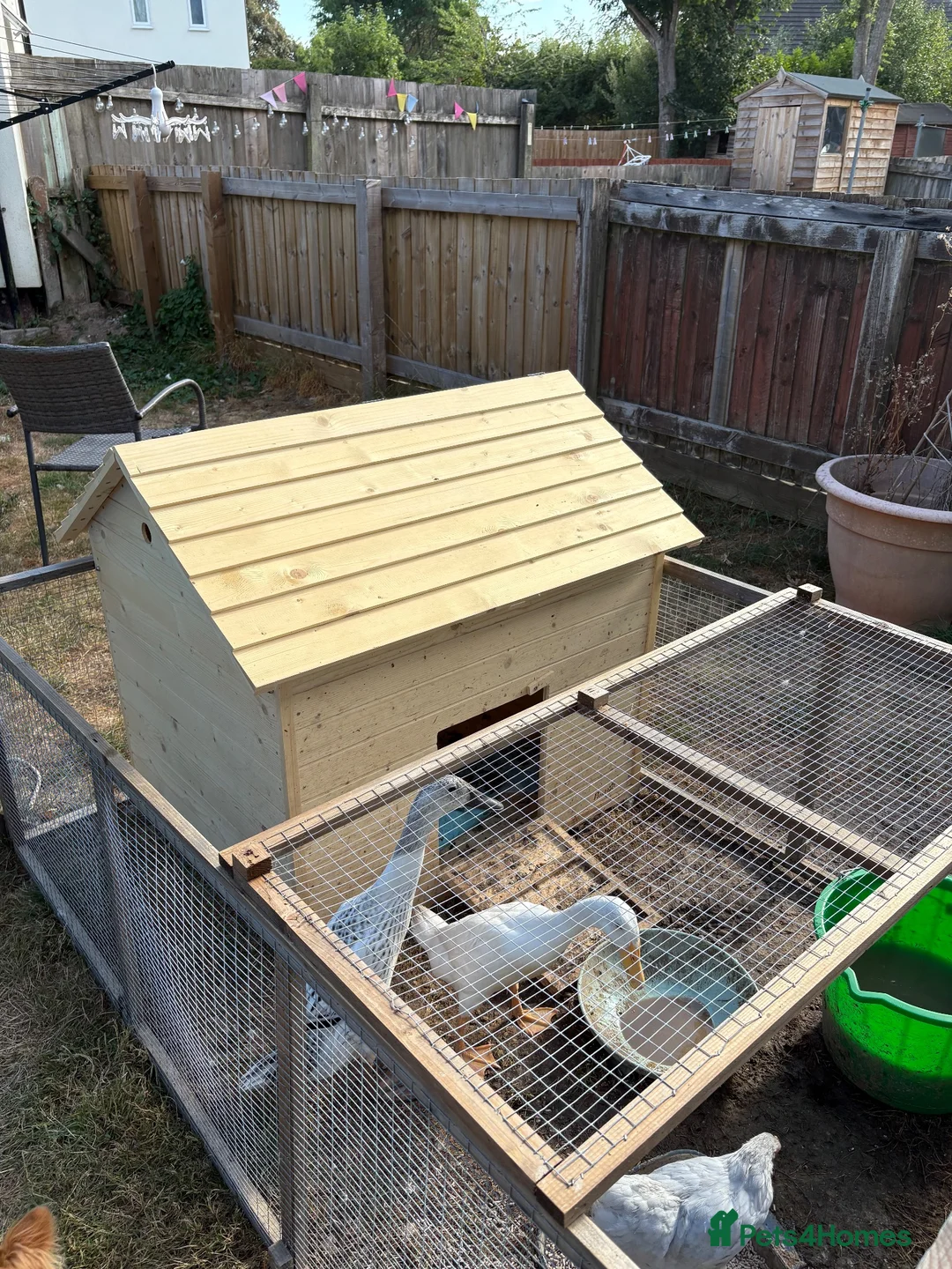 Ducks poultry for sale: Two Indian runner duck females - Advert 8