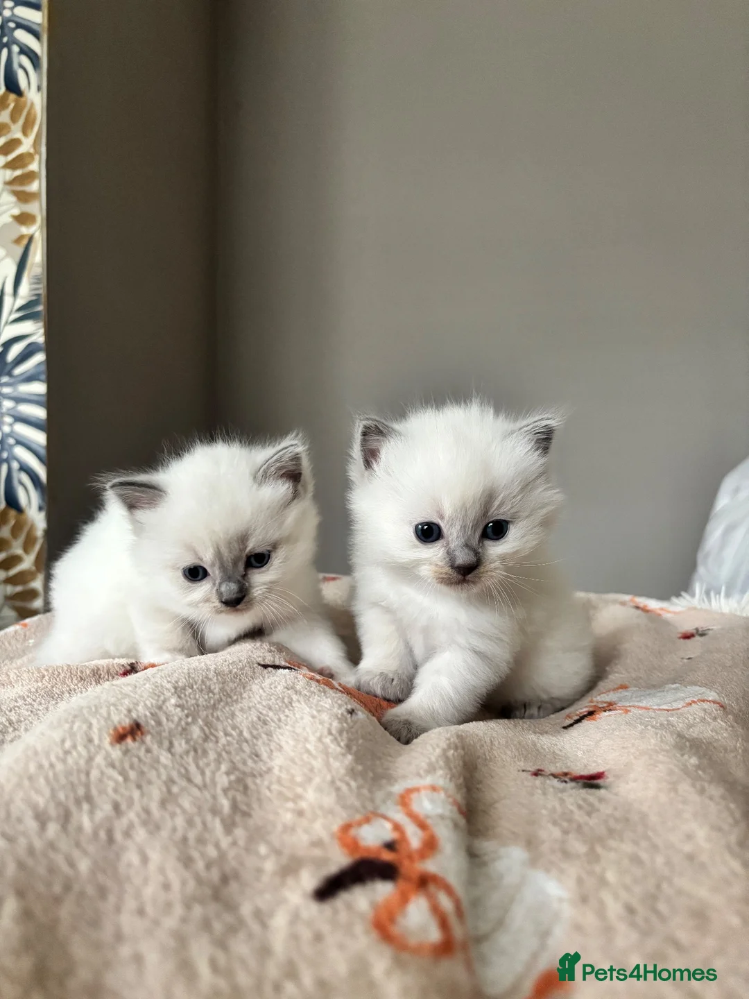Ragdoll cats for sale: 🏆 GRAND CHAMPION SIRED • GCCF RAGDOLL KITTENS 🏆 - Advert 2