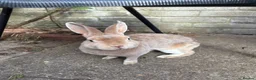 Mixed Breed rabbits for sale: 3 Male Rabbits PLEASE READ DESCRIPTION  - Advert 7