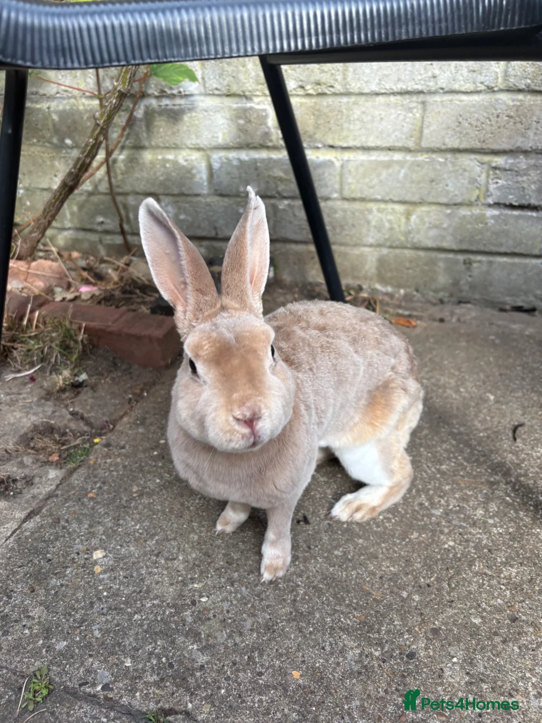 Mixed Breed rabbits for sale: 3 Male Rabbits PLEASE READ DESCRIPTION  - Advert 7
