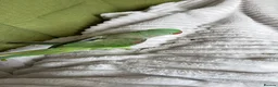 Parrots birds for sale: Aexandrine Parrot Coco in Dunfermline - Advert 4