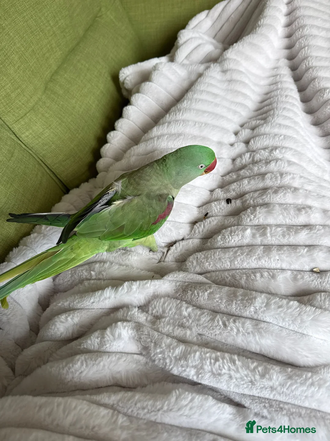 Parrots birds for sale: Aexandrine Parrot Coco in Dunfermline - Advert 4
