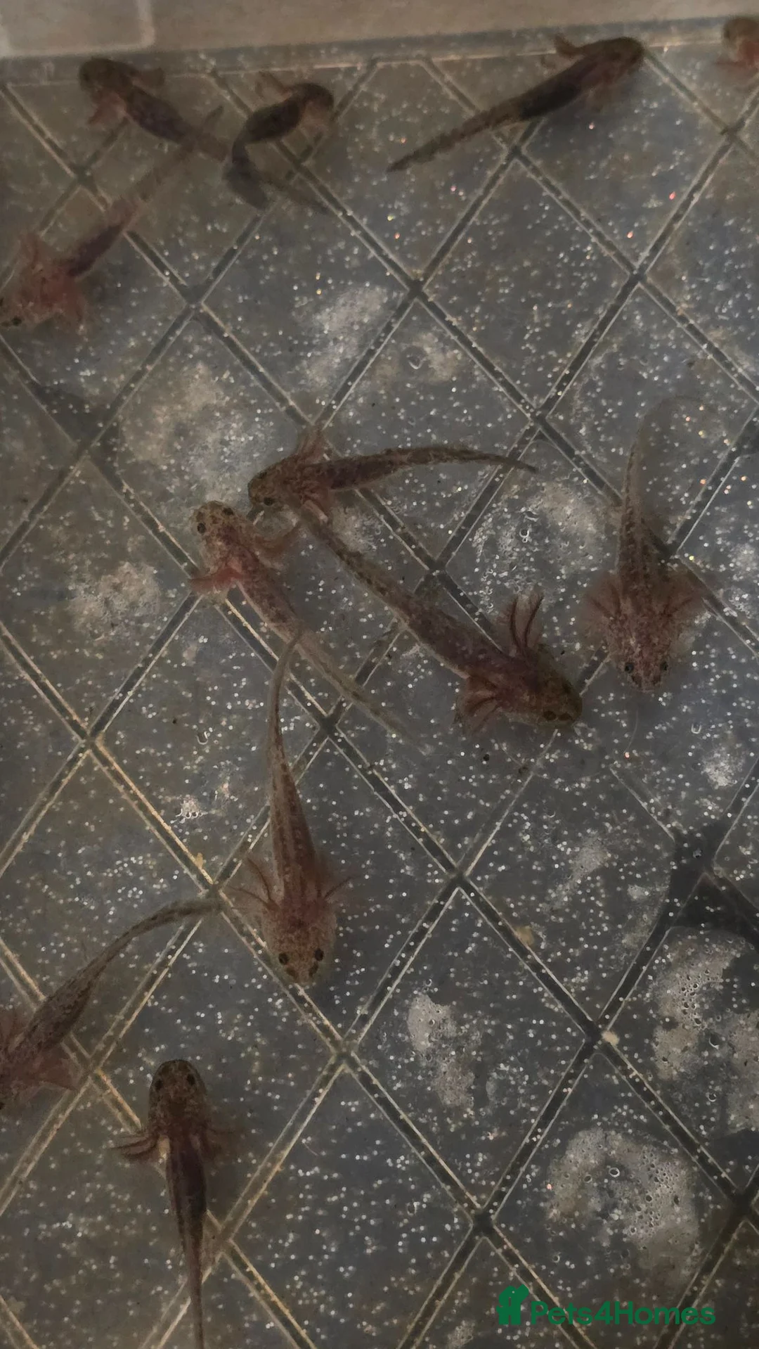 Other/Mixed Breed fish for sale: Axolotl babies in Stevenage - Advert 9