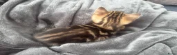 Bengal cats for sale: Bengal x Maine Coon Kittens - Advert 19