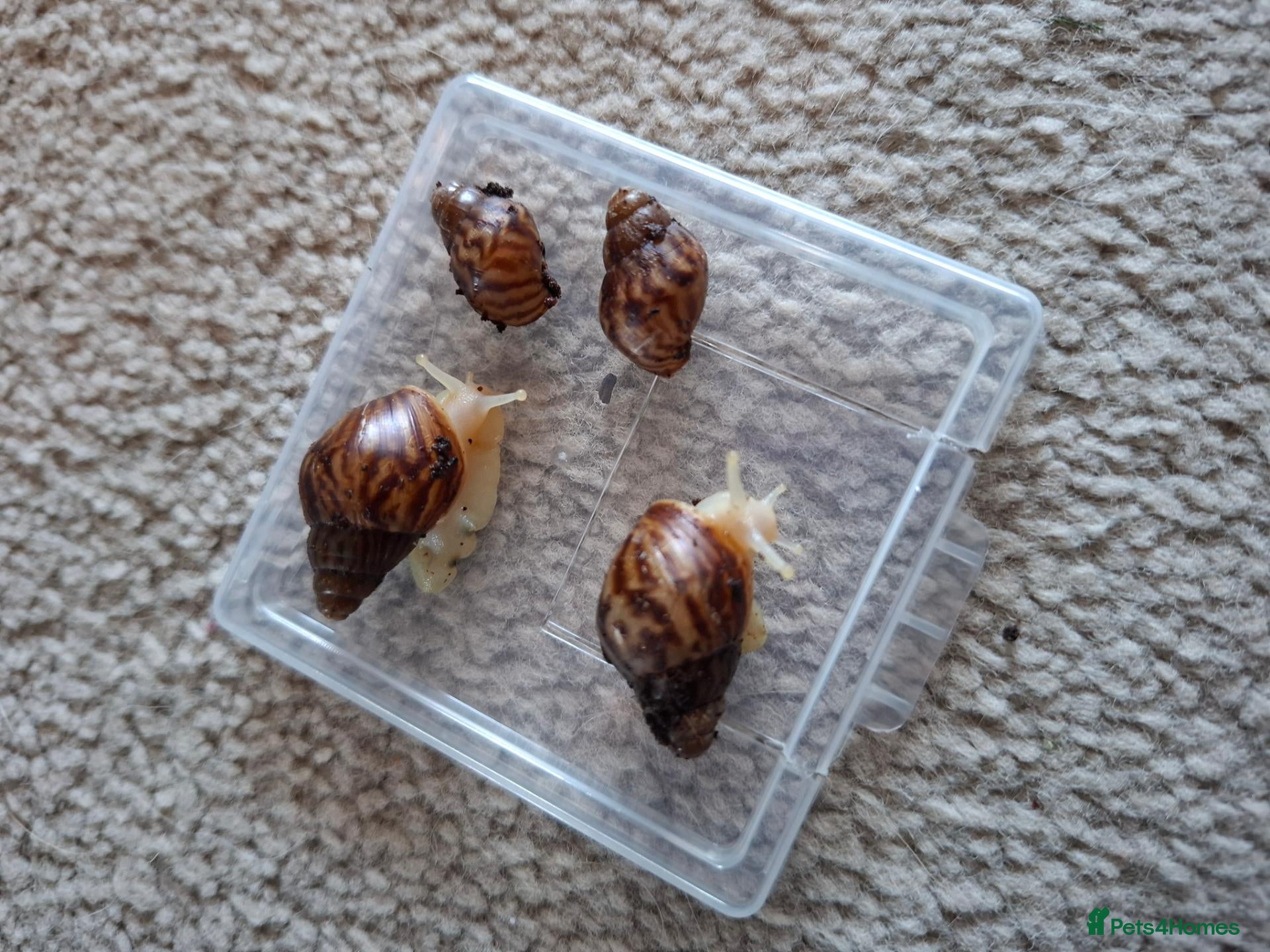 Snails invertebrates for sale: Giant African Land Snail starter kit - Advert 5