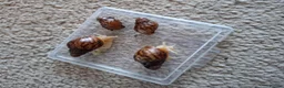 Snails invertebrates for sale: Giant African Land Snail starter kit - Advert 1