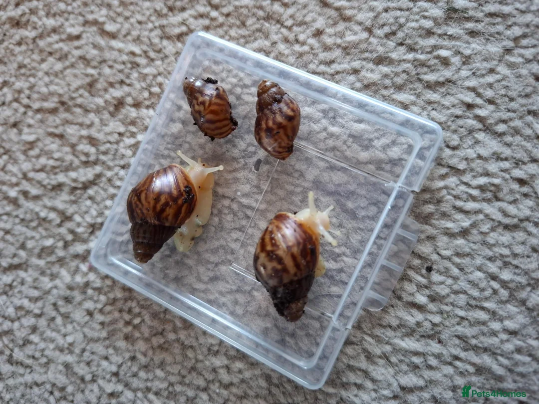 Snails invertebrates for sale: Giant African Land Snail starter kit - Advert 1