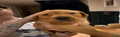 Labrador Retriever 3