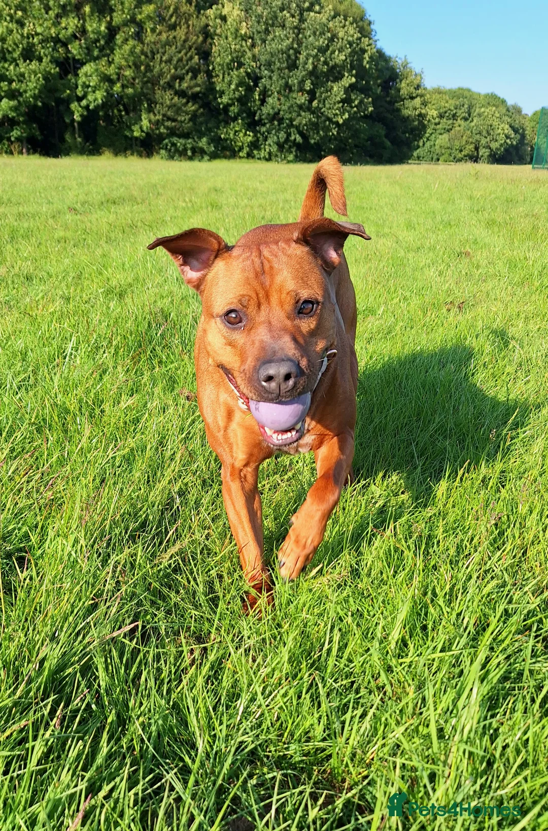 Staffordshire Bull Terrier dogs for sale: River  - Advert 2