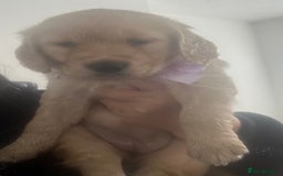 Golden Retriever dogs for sale: Golden retriever puppies - Image 15