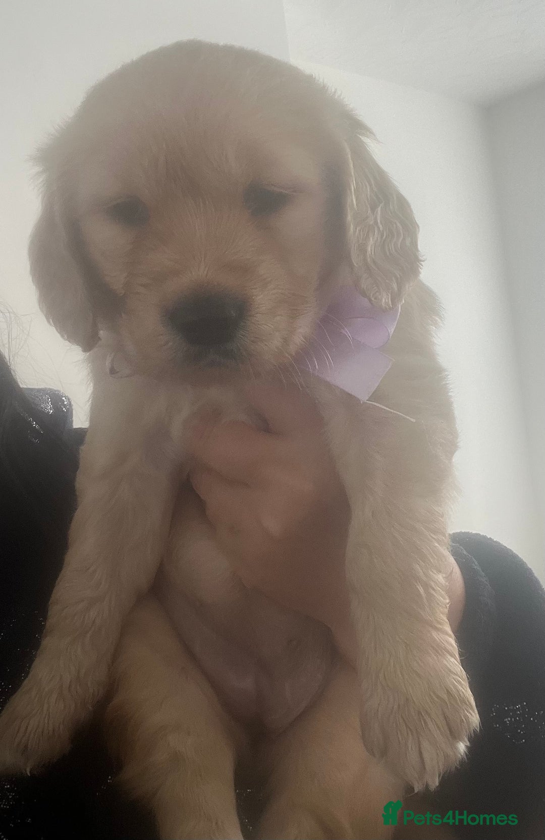 Golden Retriever dogs for sale: Golden retriever puppies - Image 15
