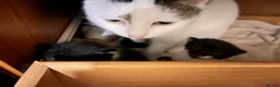 Mixed Breed cats for sale: Lucy & Yuki - Advert 4