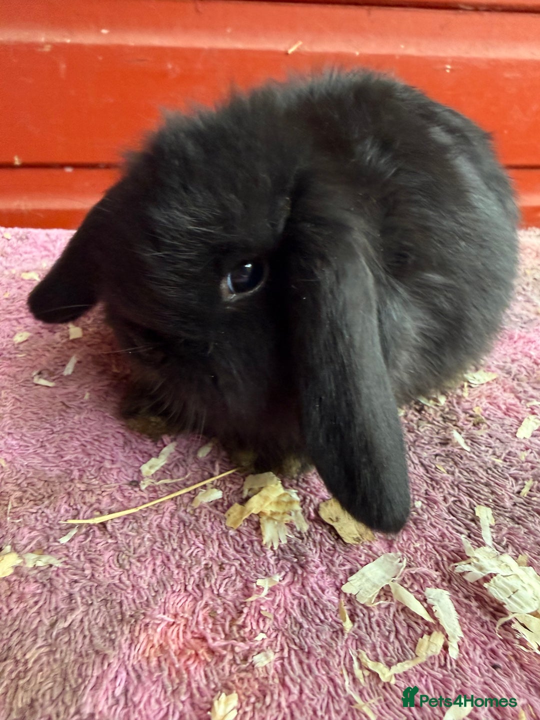 Netherland Dwarf rabbits for sale: Young Netherland Dwarfs - Advert 8
