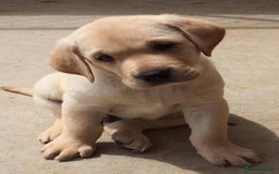 Labrador Retriever dogs for sale: Chunky Labrador puppy’s  - Image 11