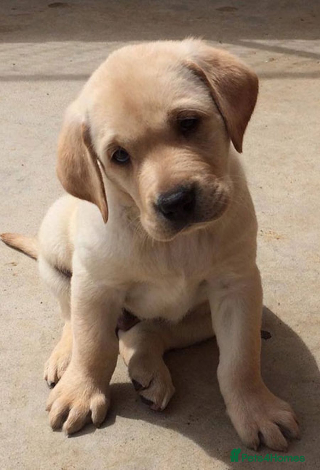 Labrador Retriever dogs for sale: Chunky Labrador puppy’s  - Image 11