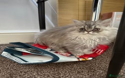 Persian cats for sale: Persian Grey kitten male and female - Image 11