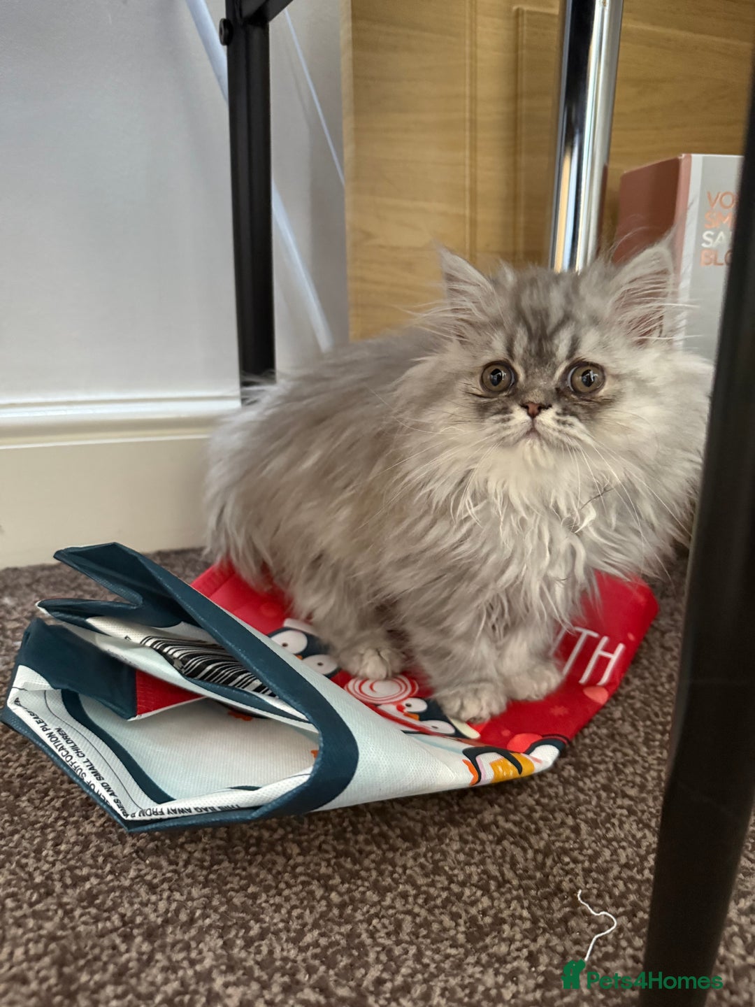 Persian cats for sale: Persian Grey kitten male and female - Image 11