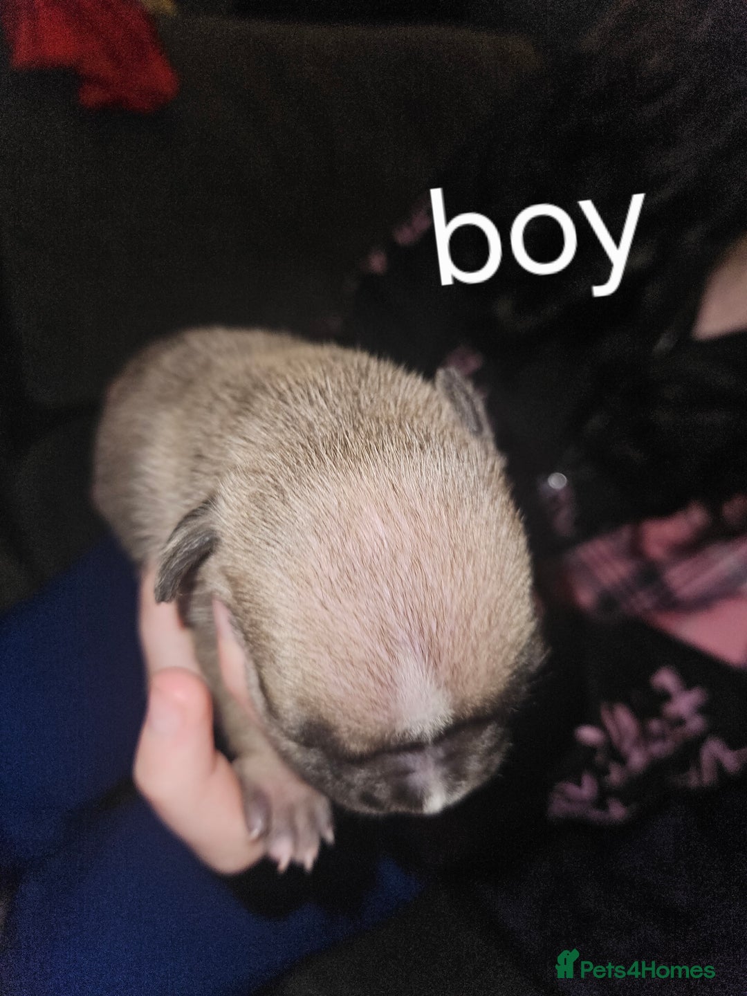 American Bully dogs for sale: Pocket bully - Image 9