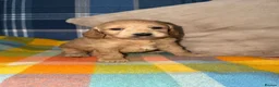 Cockapoo dogs for sale: 🧡💛💚Stunning Cockapoo Puppies - Ready 25th May - Advert 19