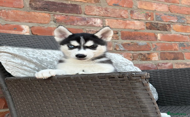 Siberian Husky dogs - Advert 1